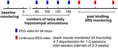 Clustering of Spontaneous Recurrent Seizures in a Mouse Model of Extended Hippocampal Kindling